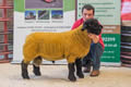 Overall Champion - Ram Lamb sold for 1000 gns Solwaybank